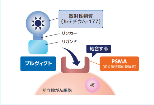 プルヴィクト®による前立腺がん治療／68Ga-PSMA PET検査